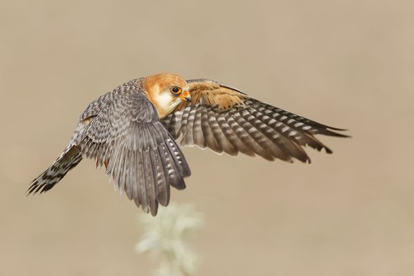 Rotfussfalke im Flug