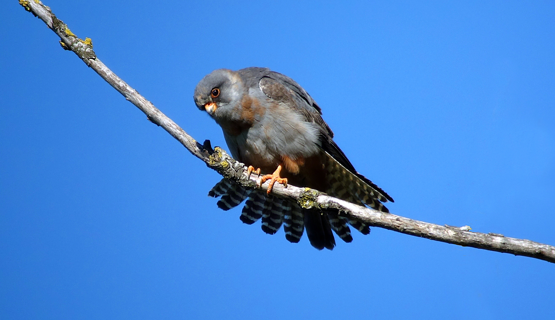 Rotfussfalke im Wind