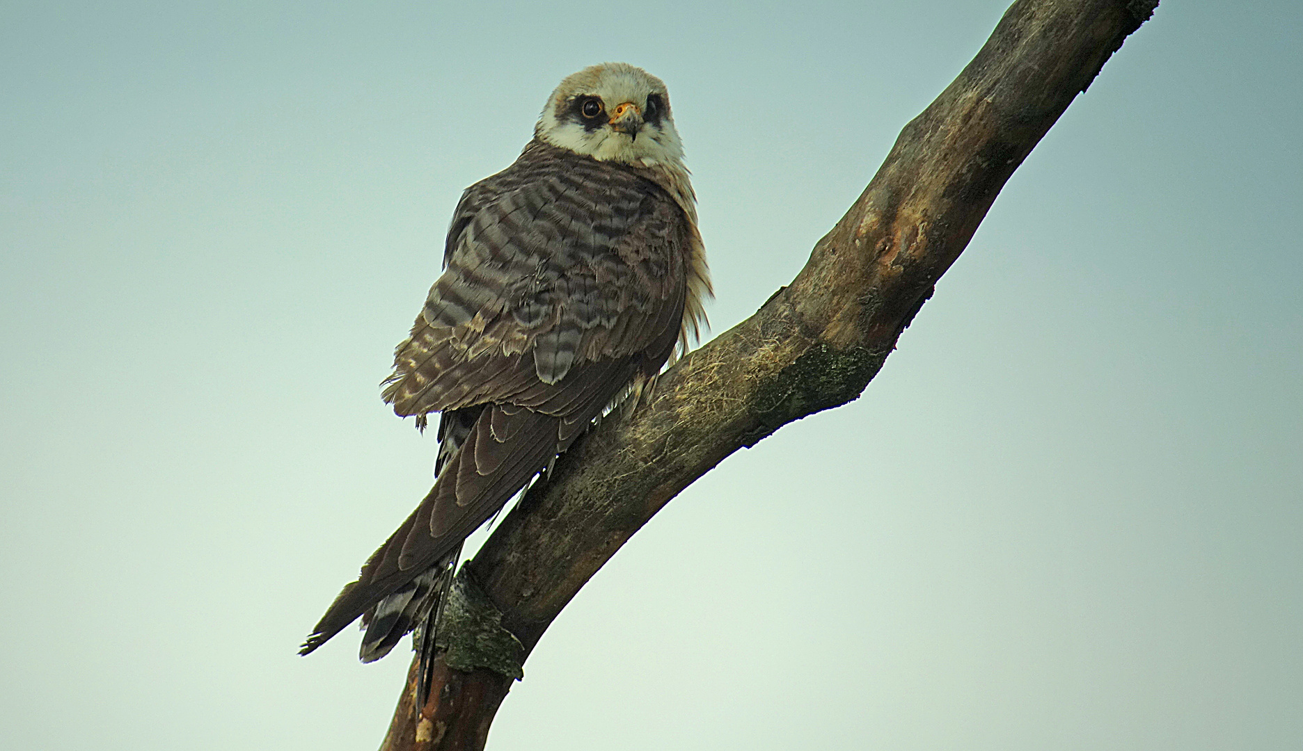 Rotfussfalke in der Abenddämmerung