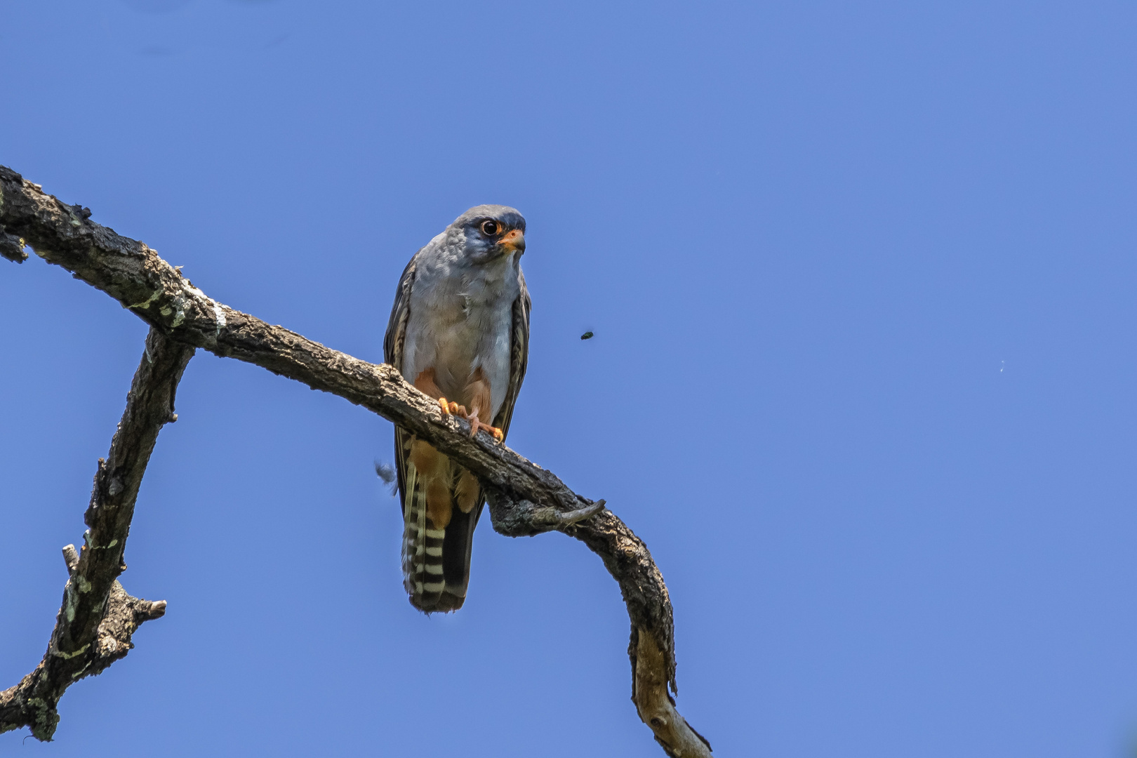 Rotfußfalke in Wartestellung