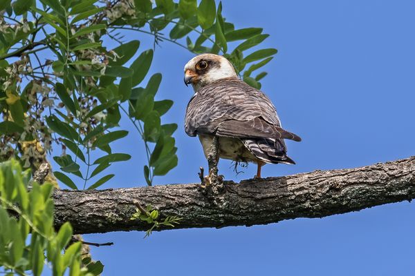 Rotfußfalke Jungvogel