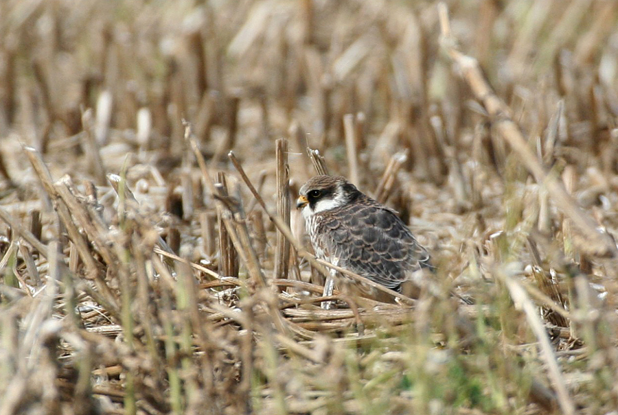 Rotfußfalke, juv.