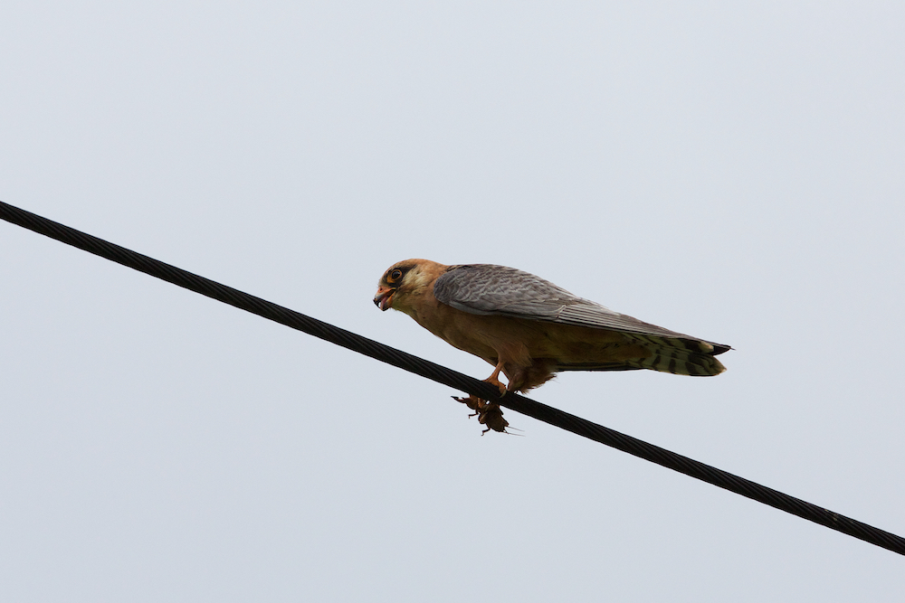 Rotfussfalke mit Beute (11)