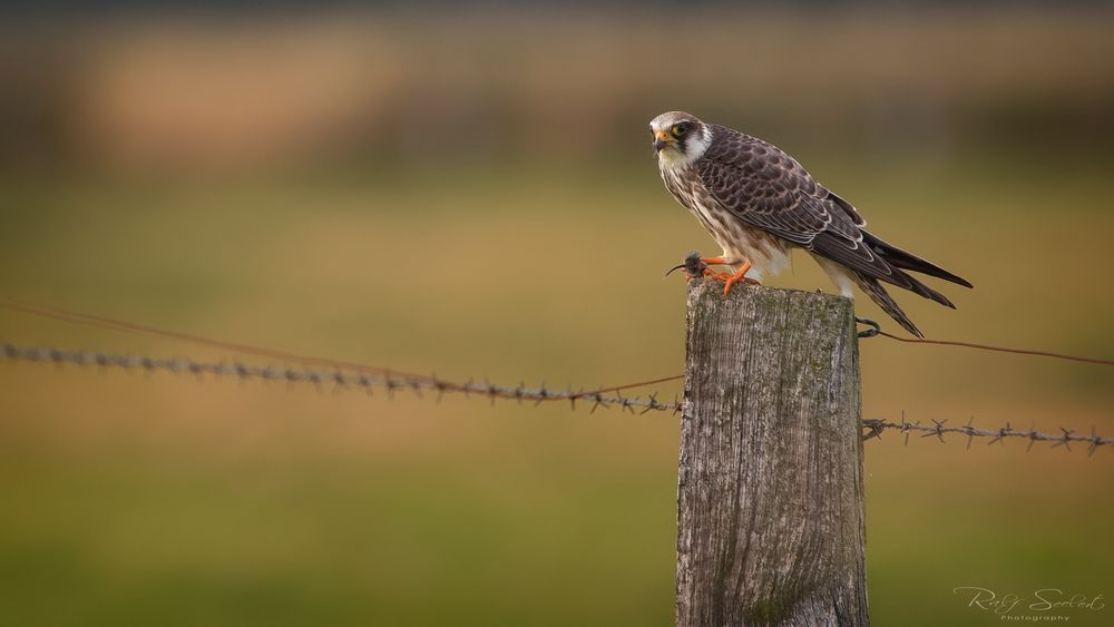 Rotfußfalke mit Beute