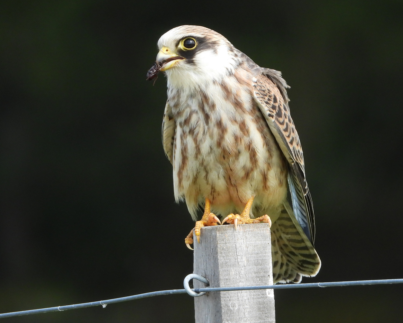 Rotfussfalke mit Käfer