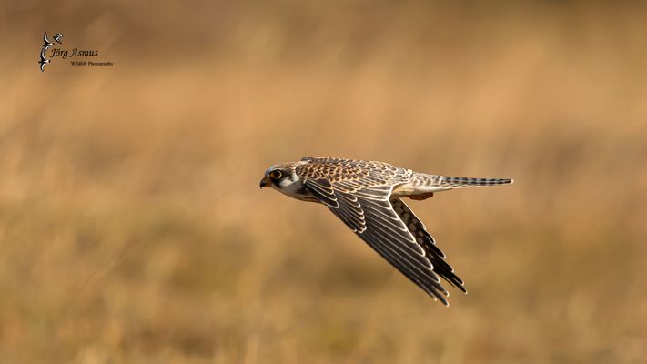 Rotfußfalke // Öland