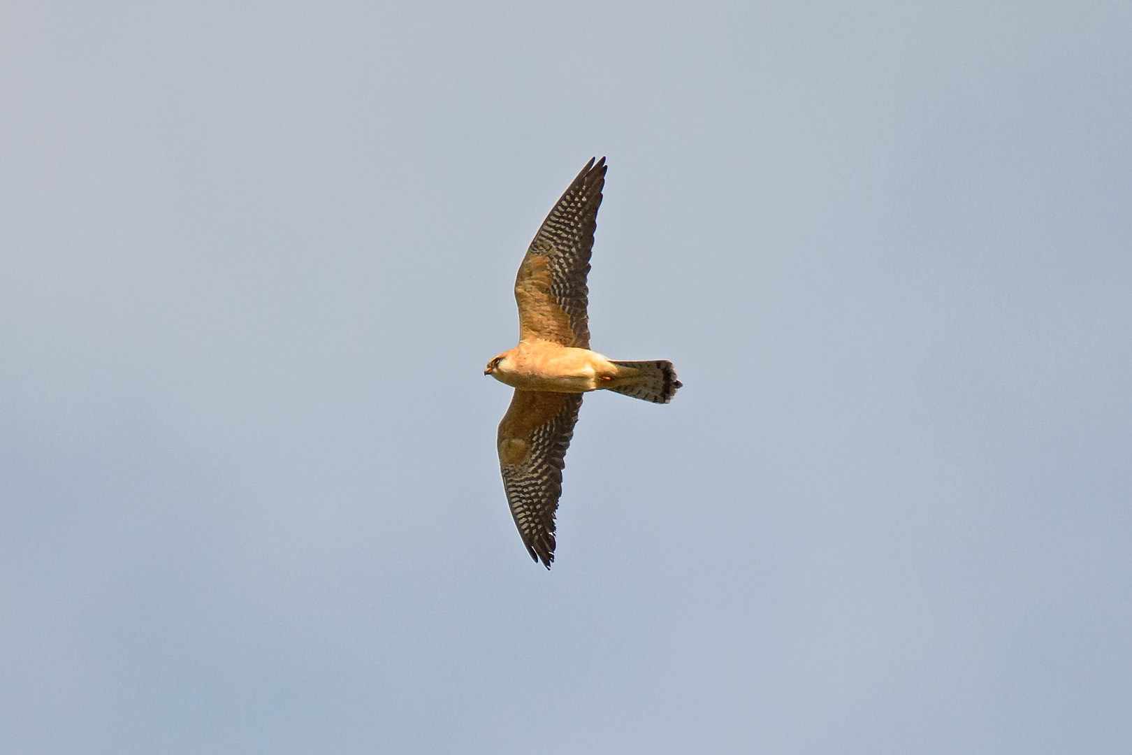 Rotfussfalke (weibl.)