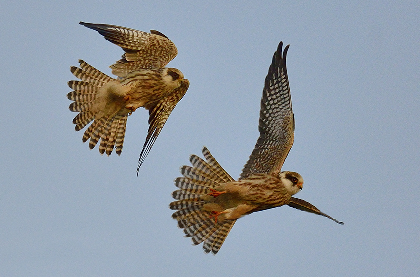 Rotfußfalken (Falco vespertinus) in Biebrza Nationalpark, im September 2014