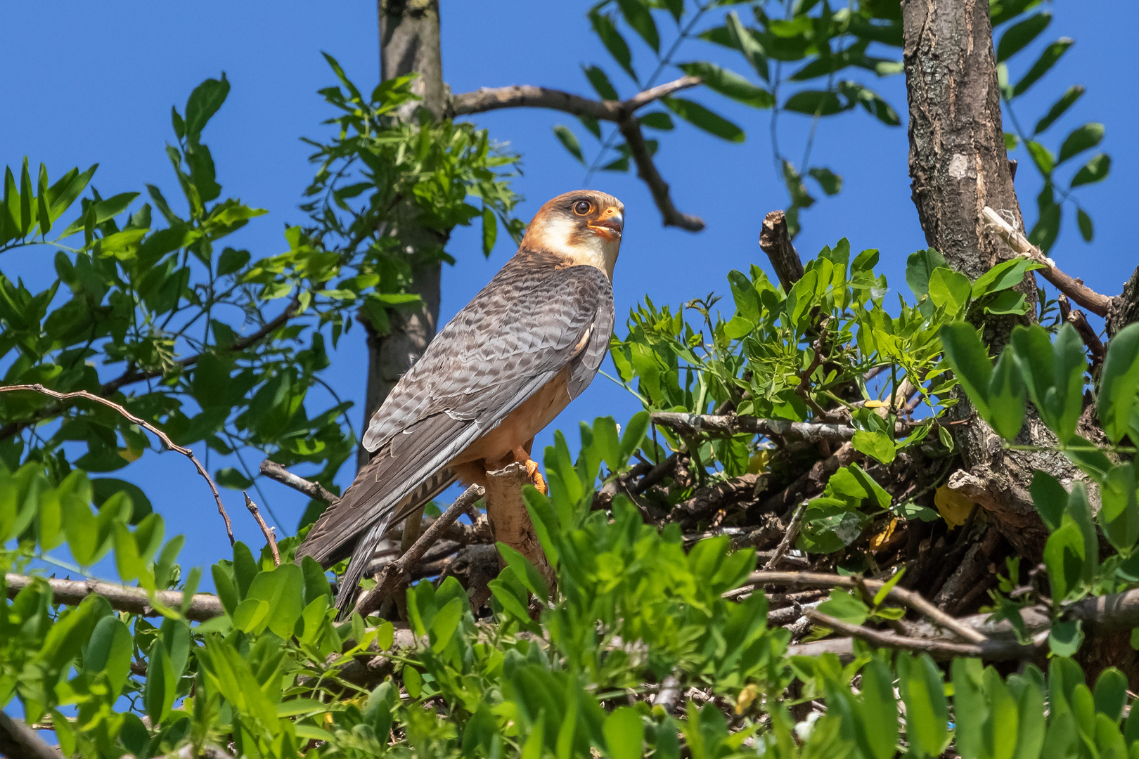 Rotfußfalkendame am Nest