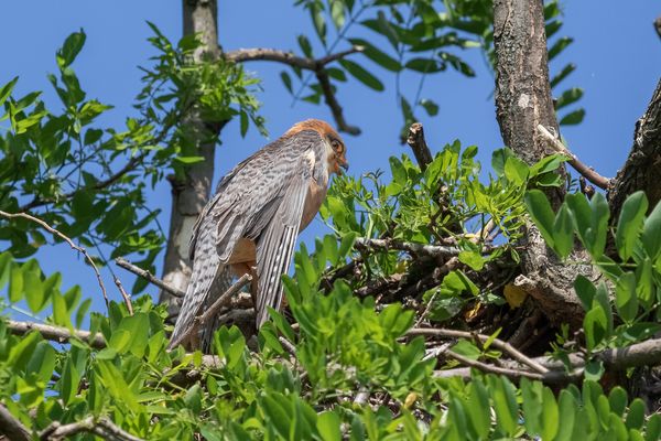 Rotfußfalkendame hat Hitzeprobleme