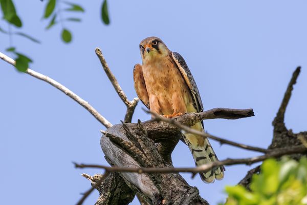 Rotfußfalkendame schaut zu uns