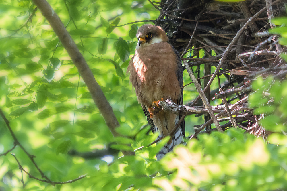 Rotfußfalkenweibchen am Nest