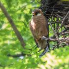 Rotfußfalkenweibchen am Nest