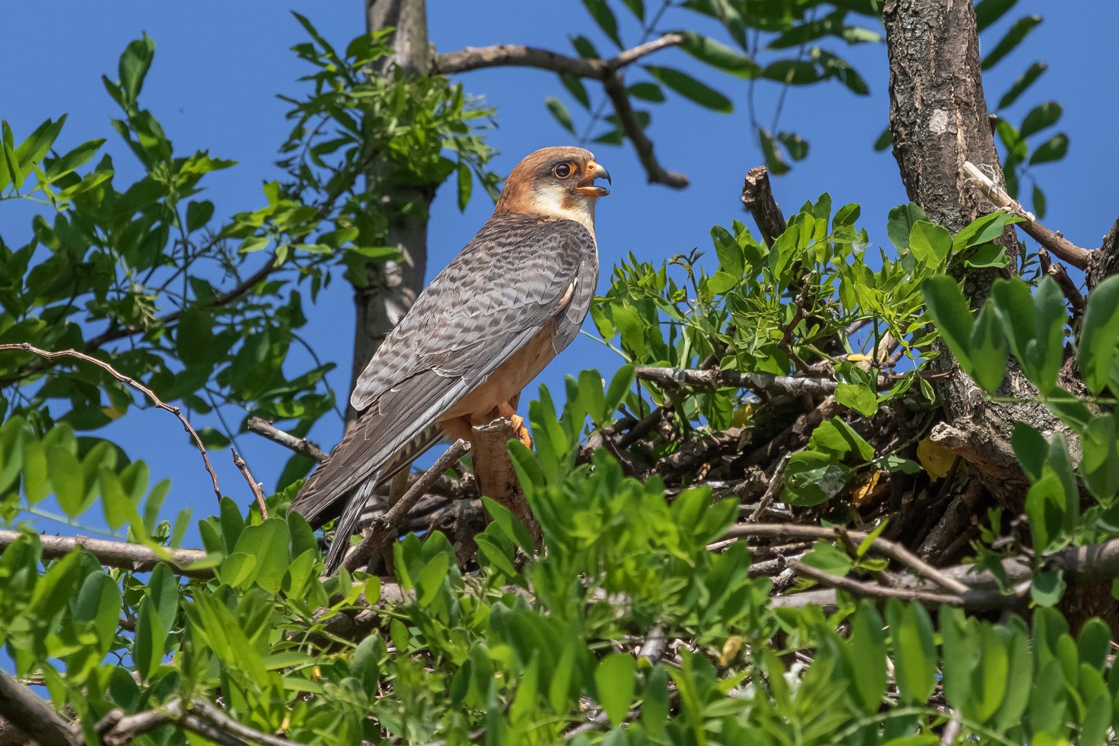 Rotfußfalkenweibchen wartet am Nest