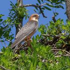 Rotfußfalkenweibchen wartet am Nest