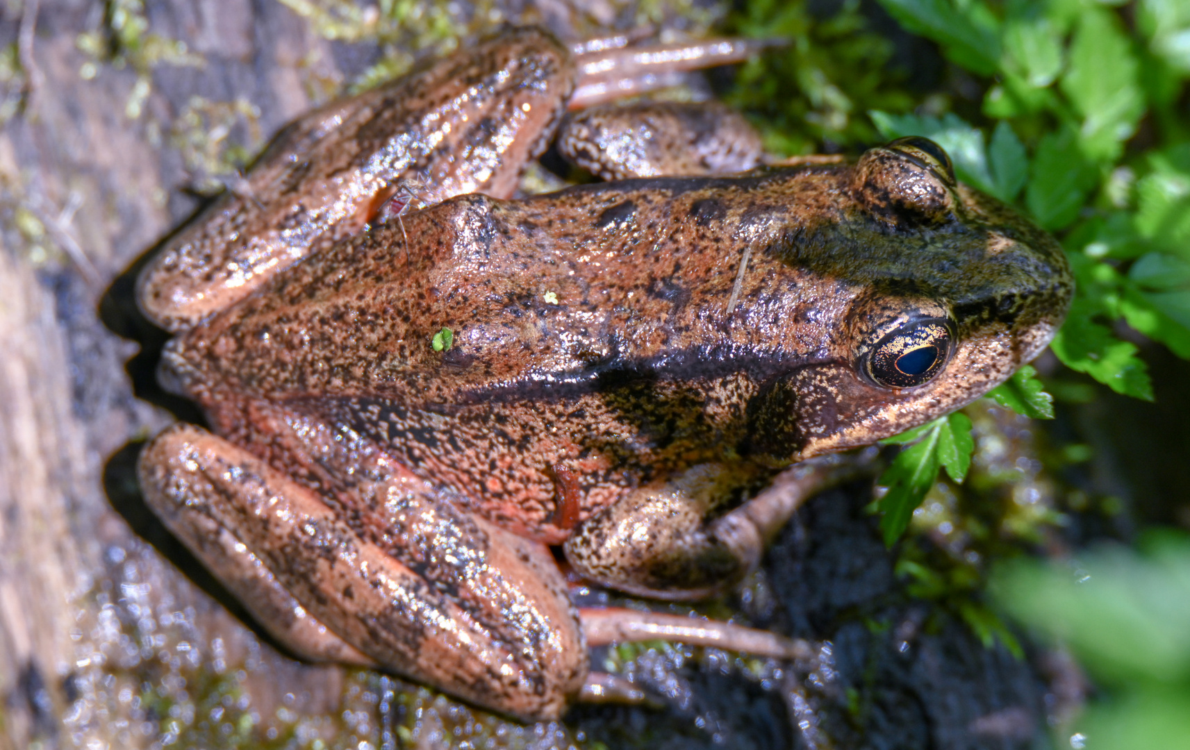 Rotfussfrosch