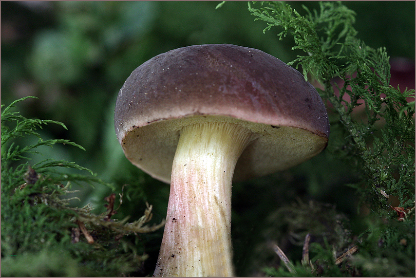 Rotfussröhrling / Boletus chrysenteron