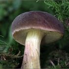 Rotfussröhrling / Boletus chrysenteron