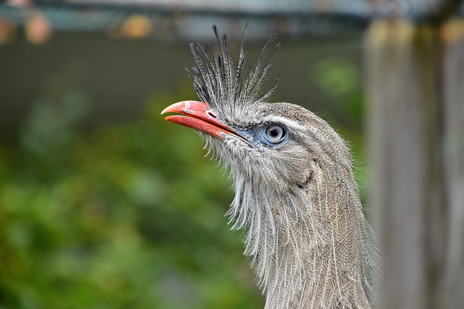 Rotfußseriema (Cariama cristata)