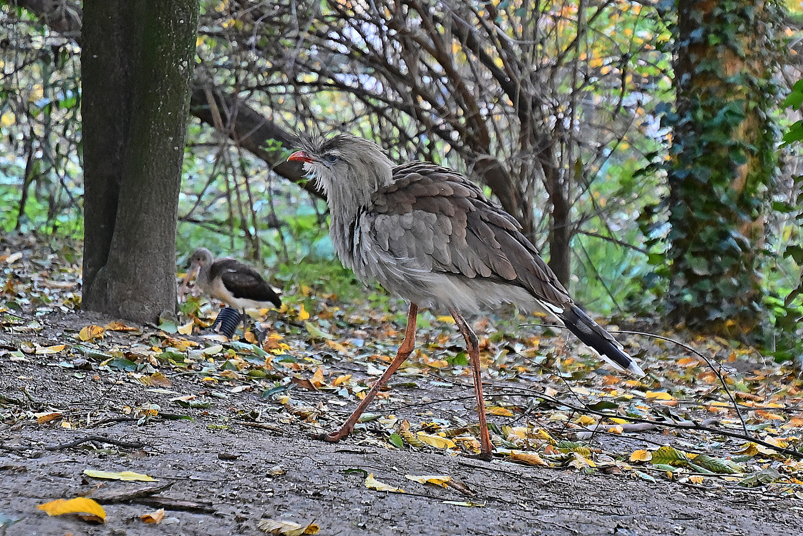 Rotfußseriema (Cariama cristata)