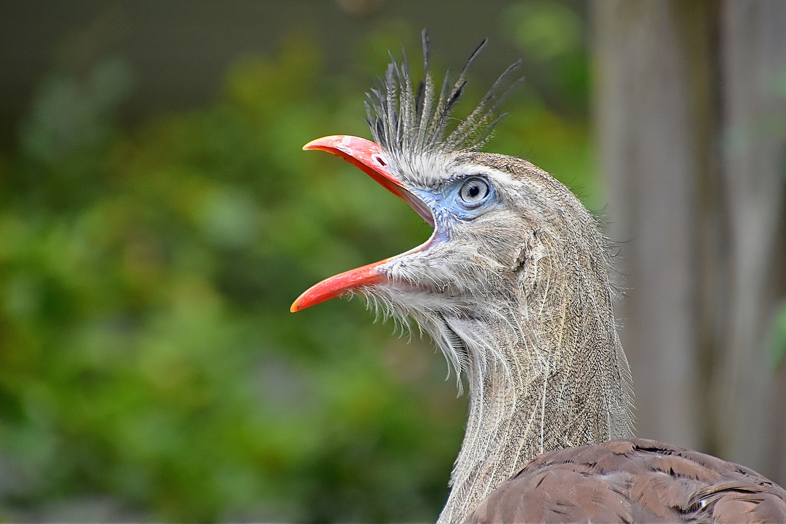  Rotfußseriema (Cariama cristata)