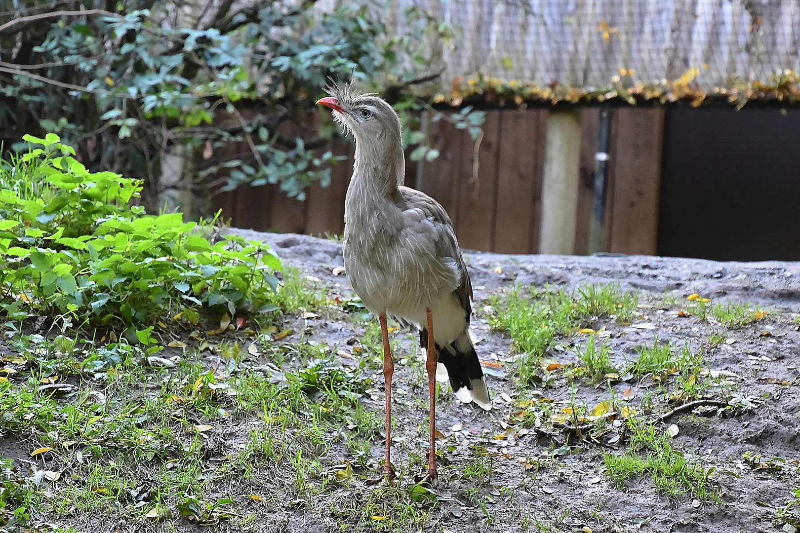 Rotfußseriema (Cariama cristata)