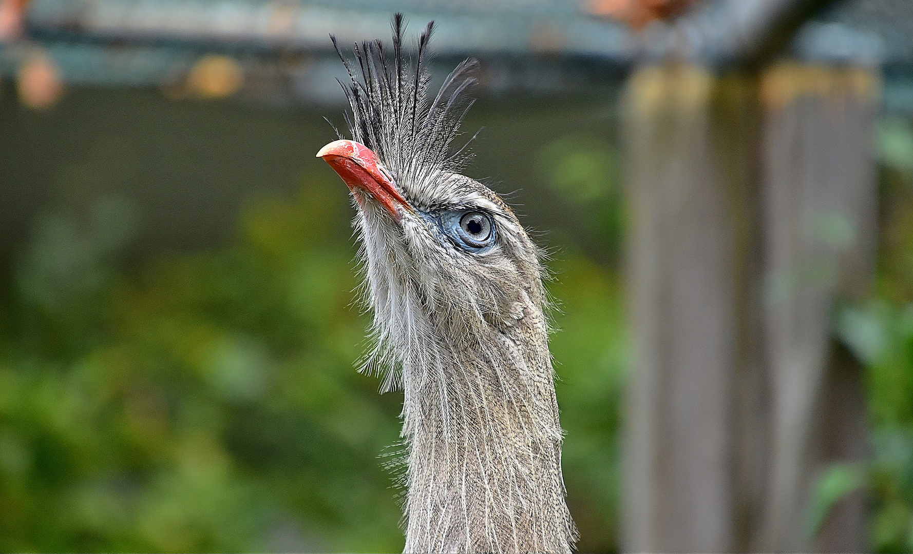 Rotfußseriema (Cariama cristata)