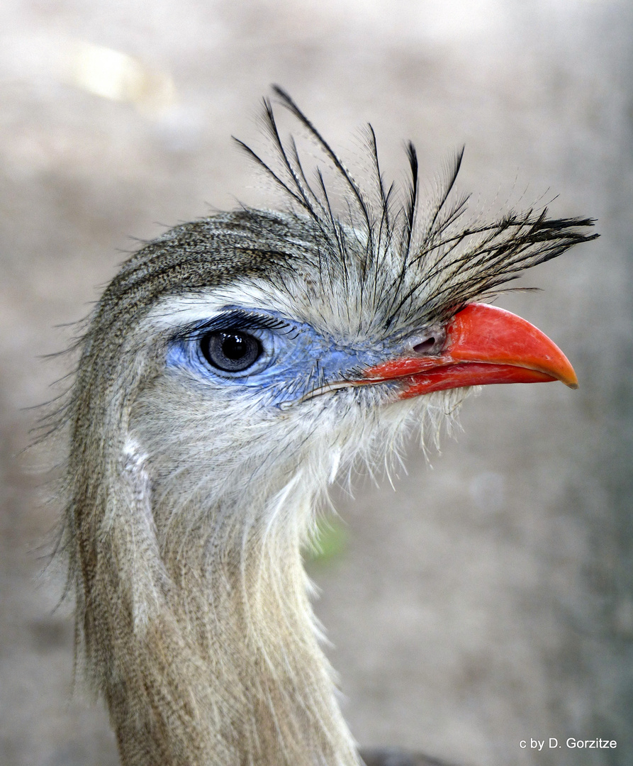 Rotfußseriema (Cariama cristata) !