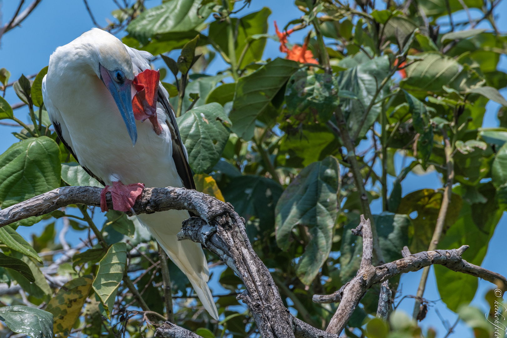 Rotfußtölpel auf Half Moon Caye