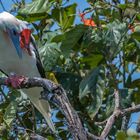 Rotfußtölpel auf Half Moon Caye