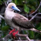   - Rotfußtölpel -    ( Aufgenommen auf Galapagos )