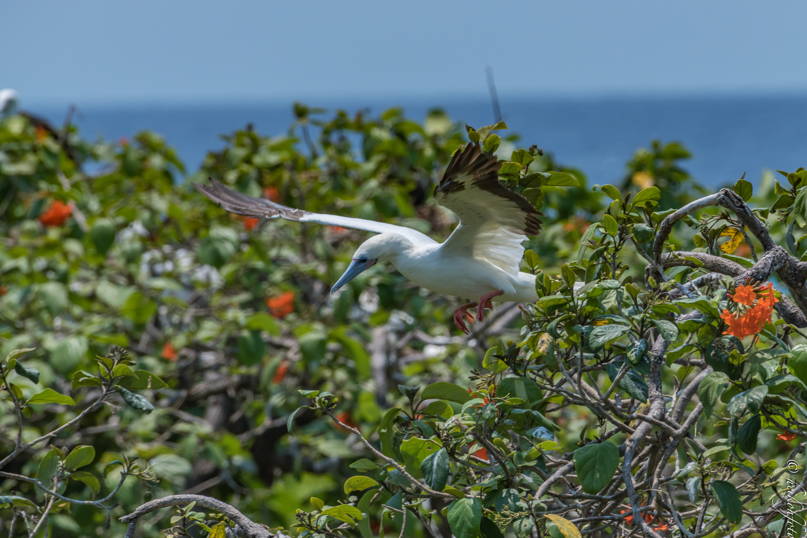 Rotfußtölpel im Anflug zum Nest