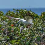 Rotfußtölpel im Anflug zum Nest