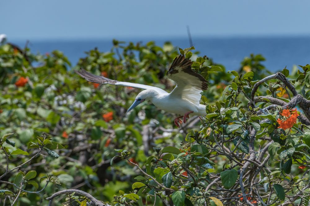 Rotfußtölpel im Anflug zum Nest