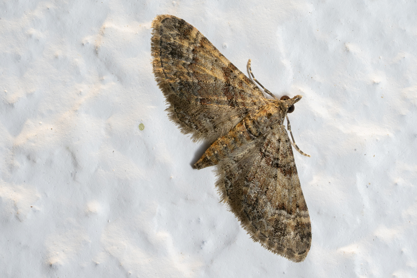 Rotgebänderter Blütenspanner (Gymnoscelis rufifasciata)