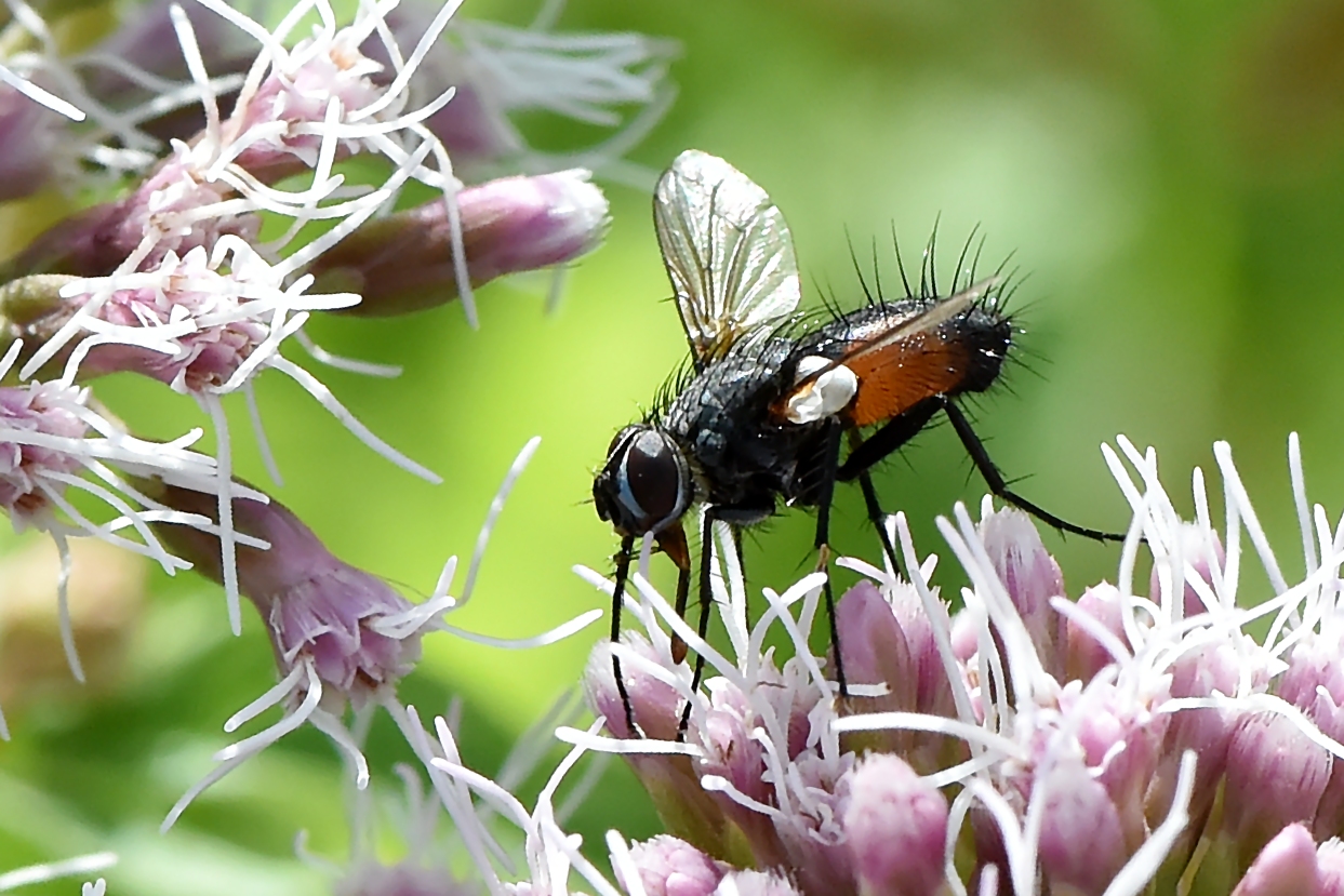 Rotgefleckte Raupenfliege