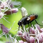 Rotgefleckte Raupenfliege