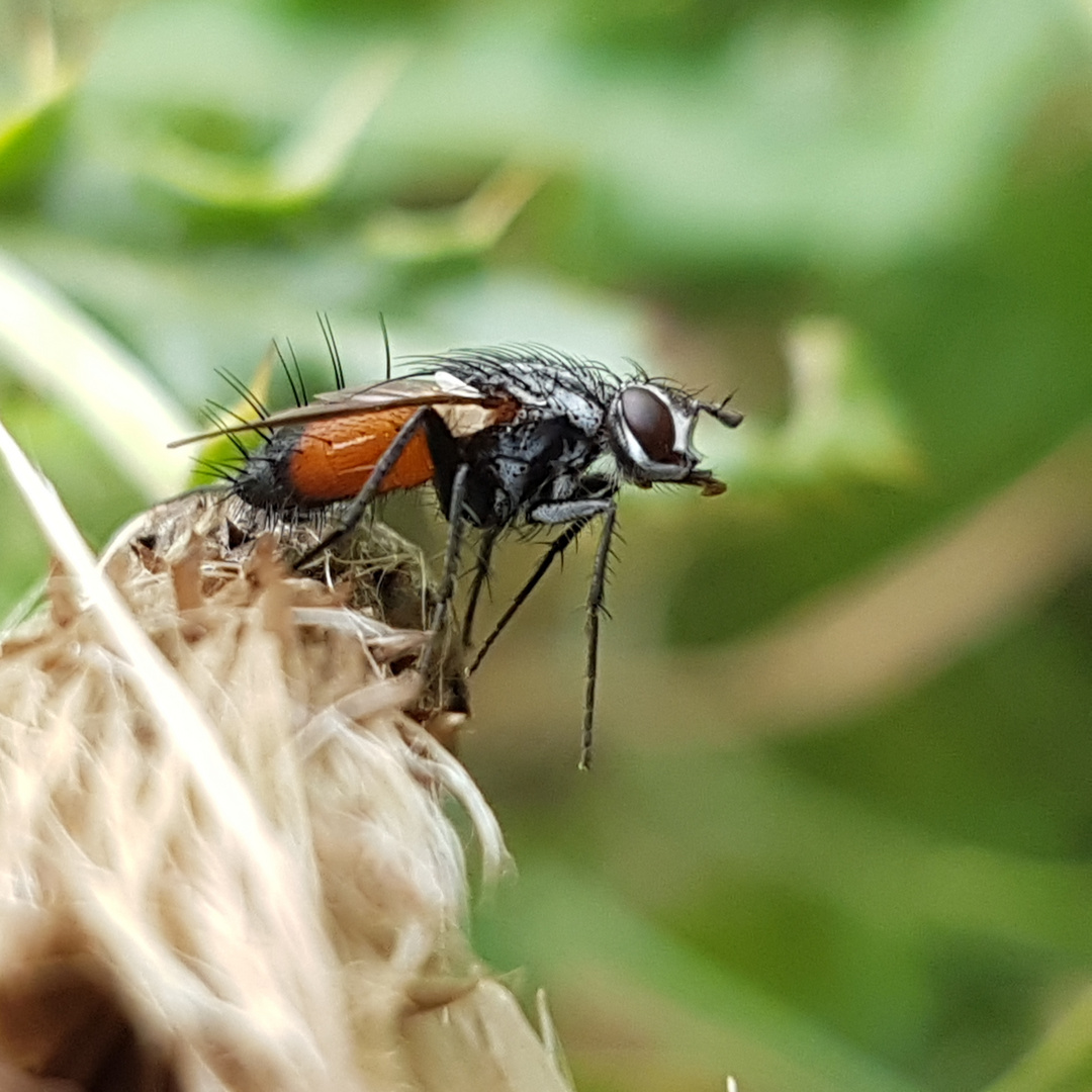 Rotgefleckte Raupenfliege