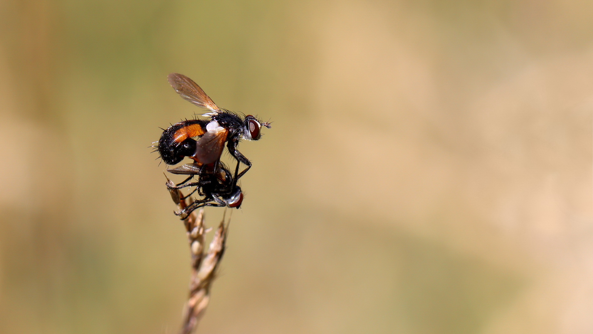 Rotgefleckte Raupenfliege