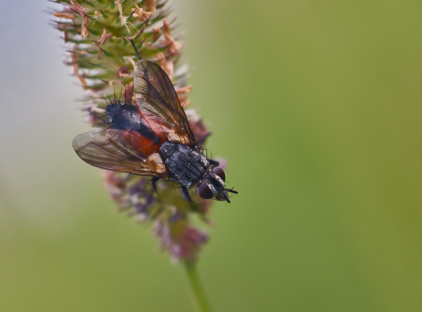 Rotgefleckte Raupenfliege