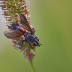 Rotgefleckte Raupenfliege