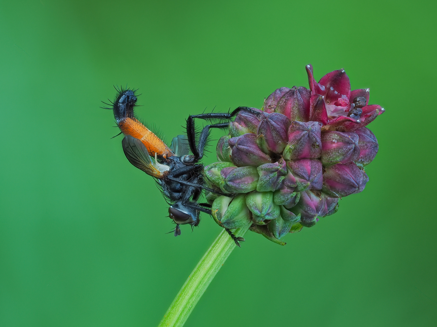 Rotgefleckte Raupenfliege