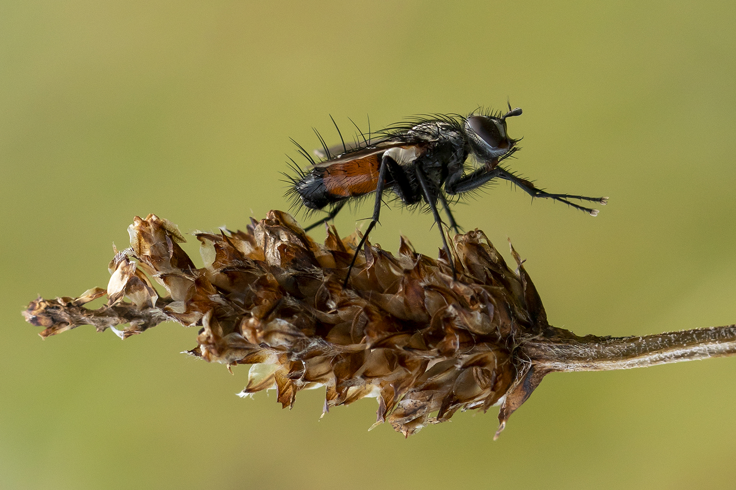 Rotgefleckte Raupenfliege