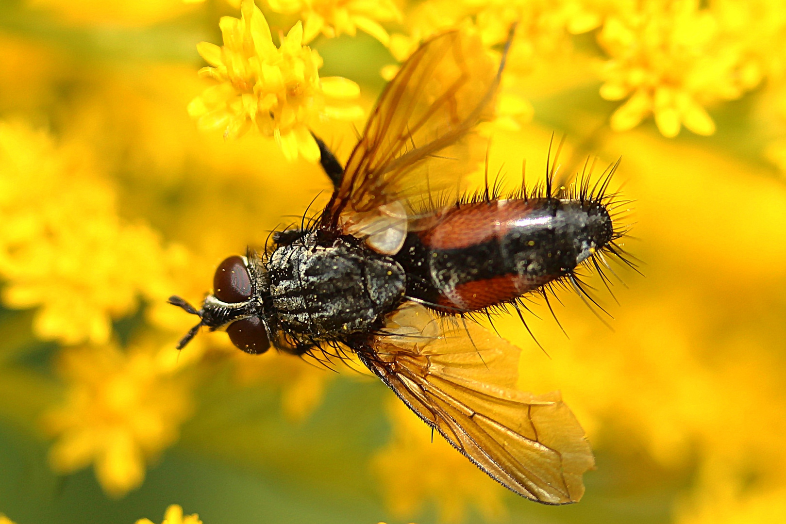 Rotgefleckte Raupenfliege