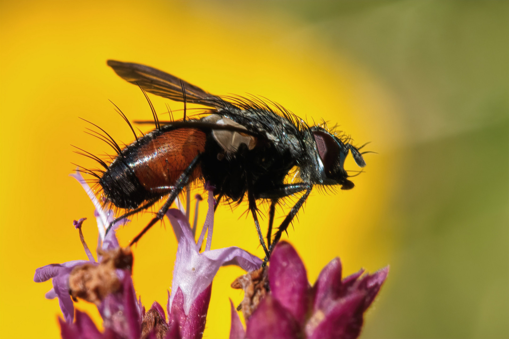 Rotgefleckte Raupenfliege