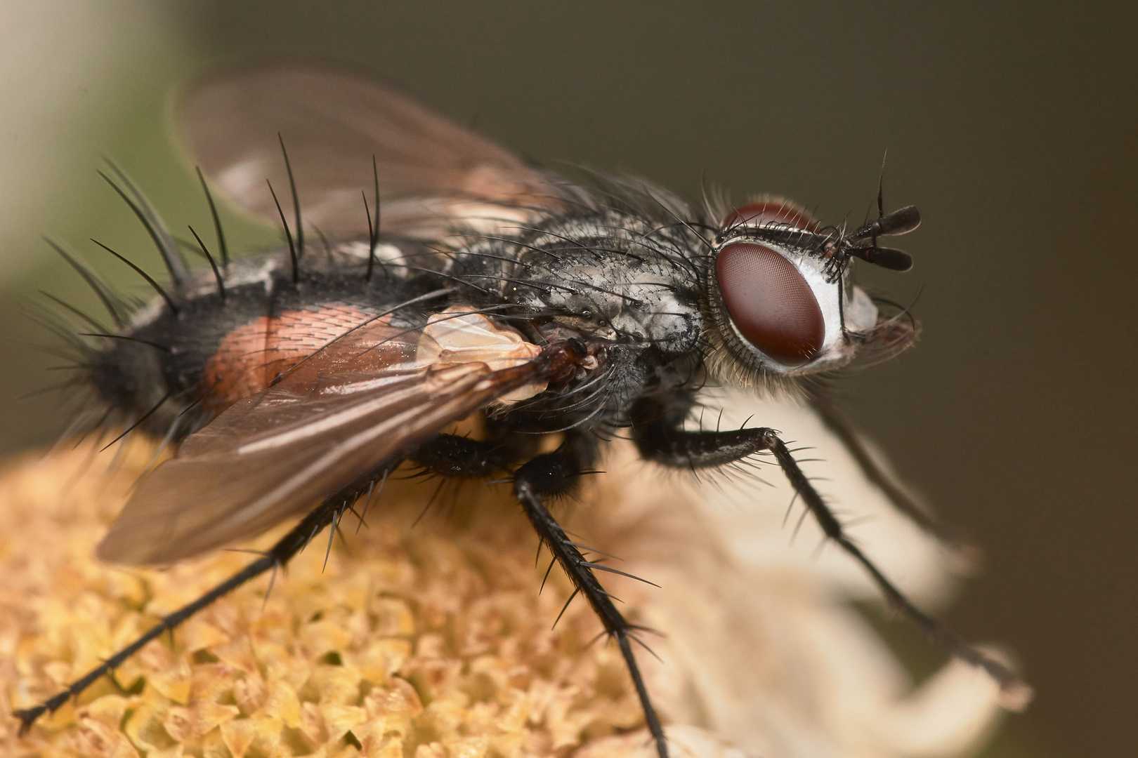 Rotgefleckte Raupenfliege