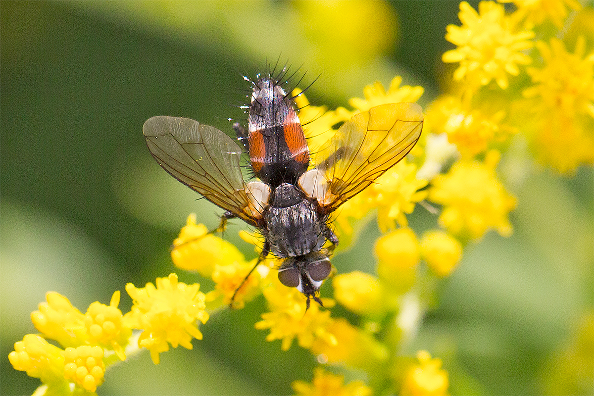 Rotgefleckte Raupenfliege