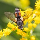 Rotgefleckte Raupenfliege