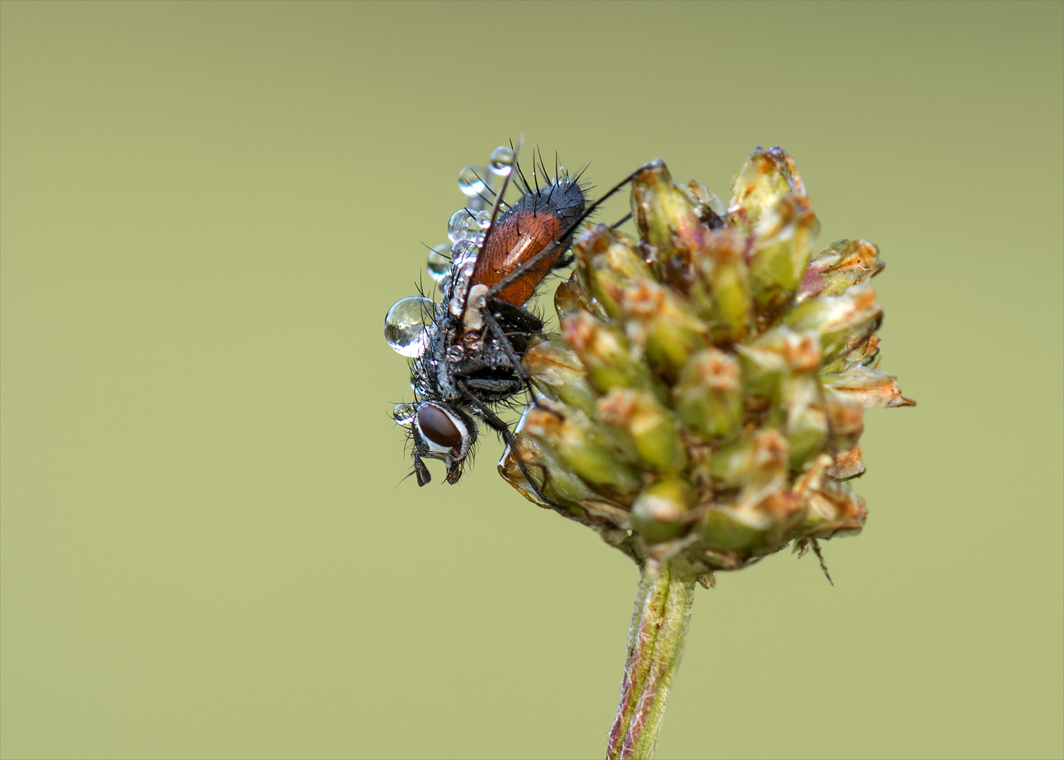 Rotgefleckte Raupenfliege