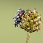 Rotgefleckte Raupenfliege